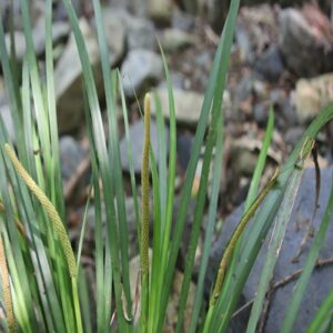 セキショウの花