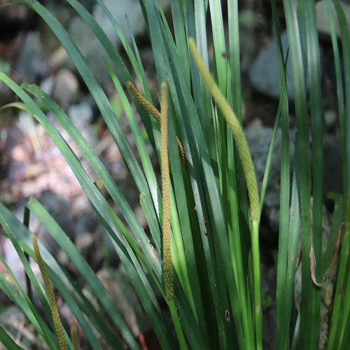 セキショウの花