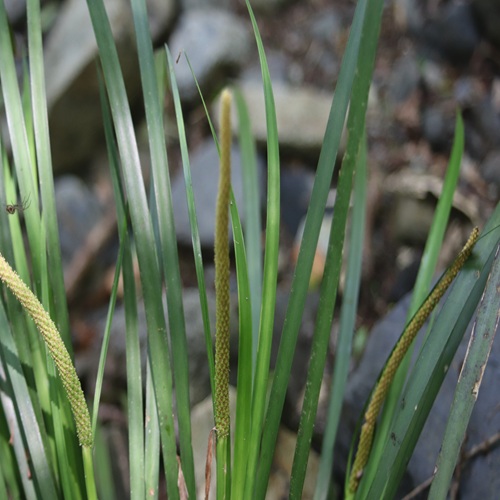セキショウの花