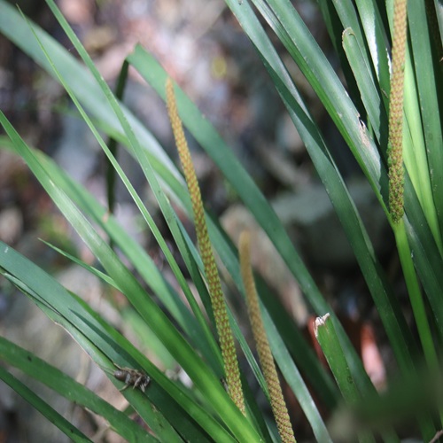 セキショウの花