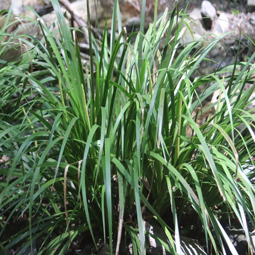 セキショウの葉