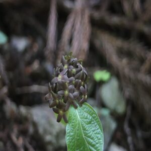 タチガシワの花