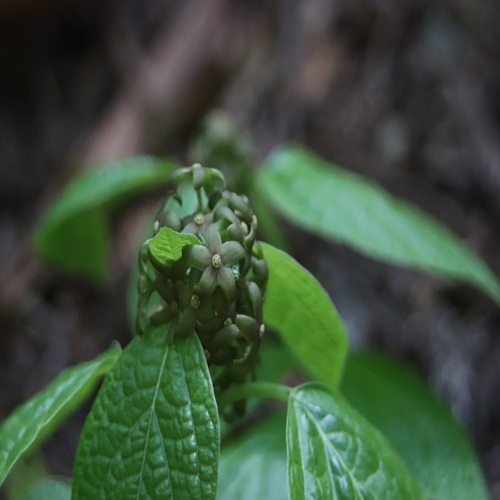 タチガシワの花
