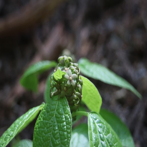 タチガシワの花