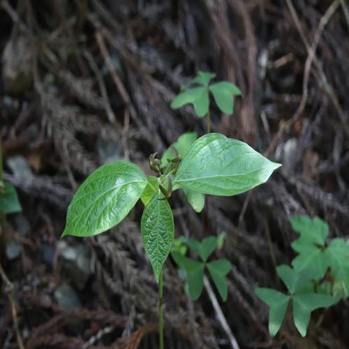 タチガシワの葉
