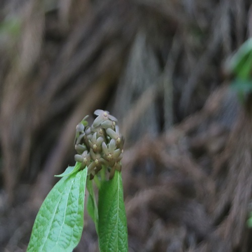 タチガシワの花