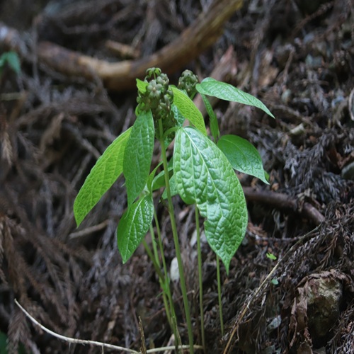 タチガシワの全体像