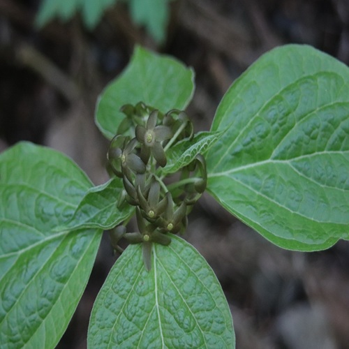 タチガシワの花