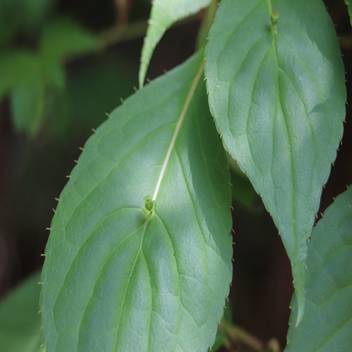 ハナイカダの花