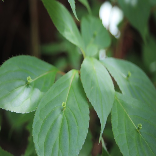 ハナイカダの花