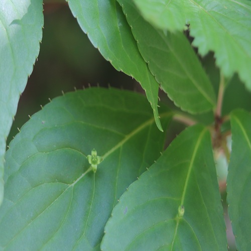 ハナイカダの花