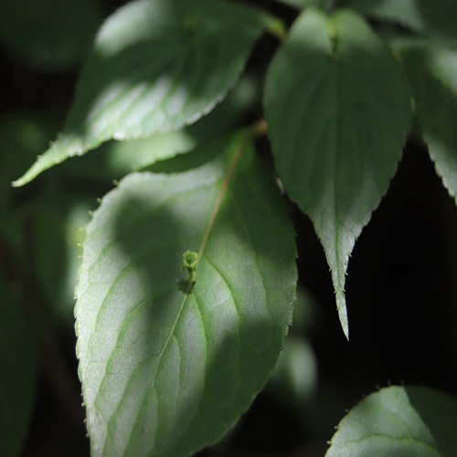 ハナイカダの花