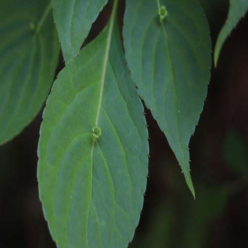 ハナイカダの花