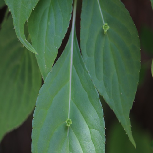 ハナイカダの雌花