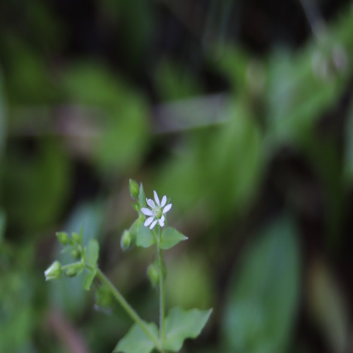 ウシハコベの花