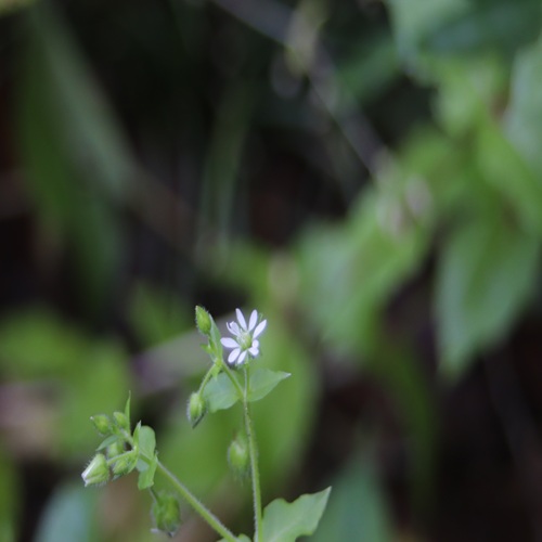 ウシハコベの花