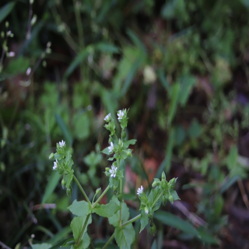 ウシハコベの全体像