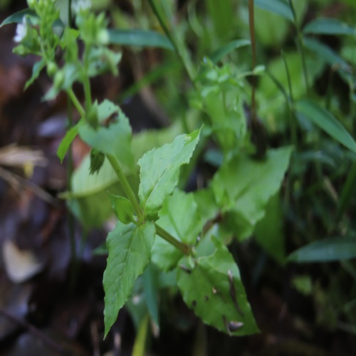 ウシハコベの葉