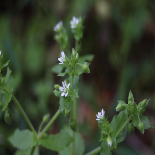 ウシハコベの花