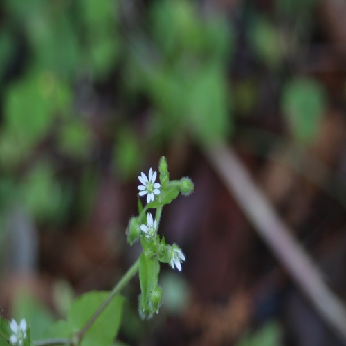 ウシハコベの花