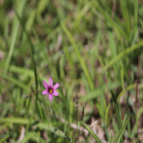 ニワゼキショウの花