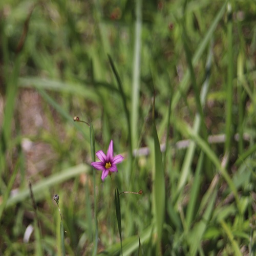 ニワゼキショウの花