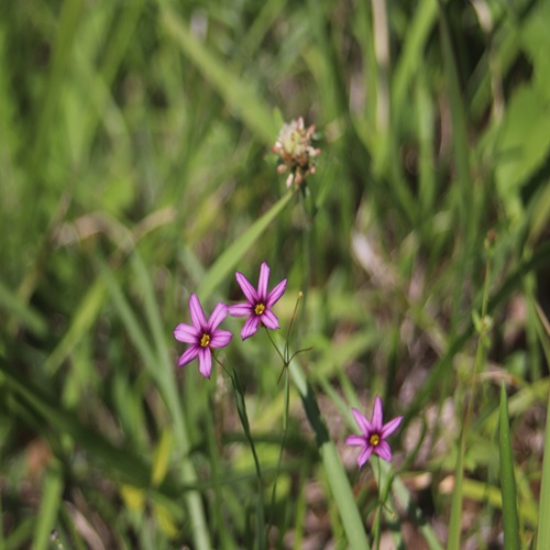 ニワゼキショウの花