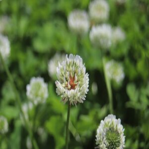 シロツメクサの花