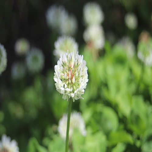 シロツメクサの花