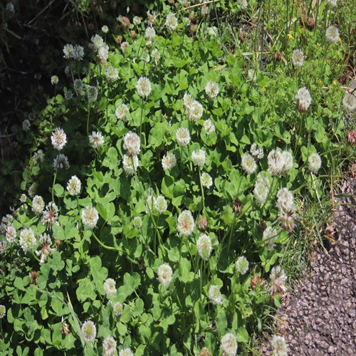 シロツメクサの花の群落