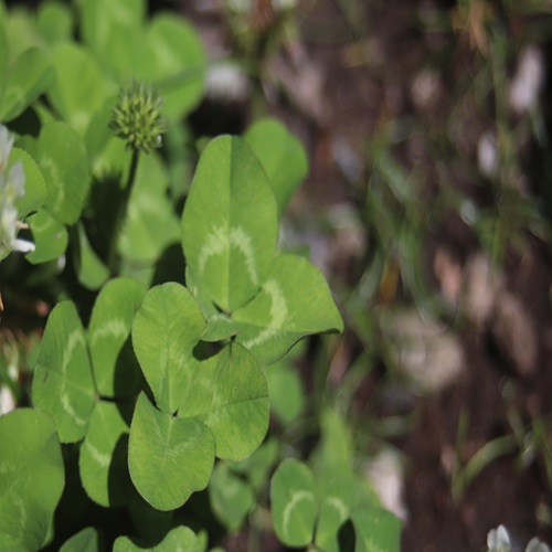シロツメクサの葉