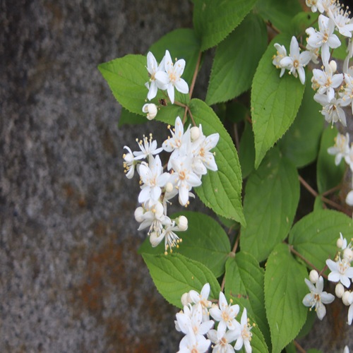 マルバウツギの花