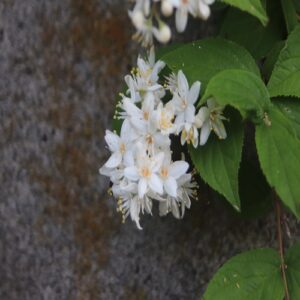 マルバウツギの花
