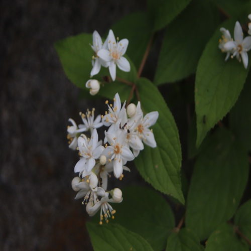 マルバウツギの花