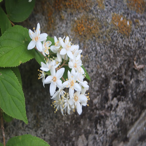 マルバウツギの花