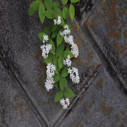 マルバウツギの全体像