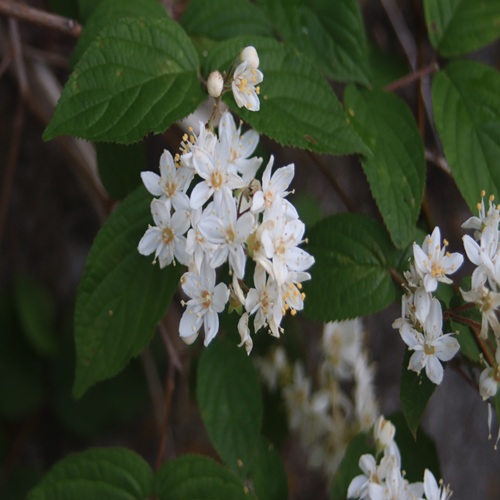 マルバウツギの花
