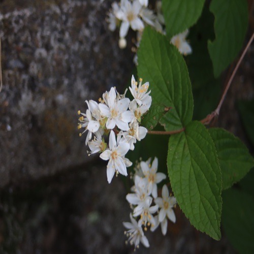 マルバウツギの花