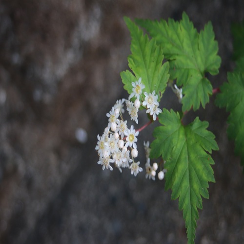 コゴメウツギの花