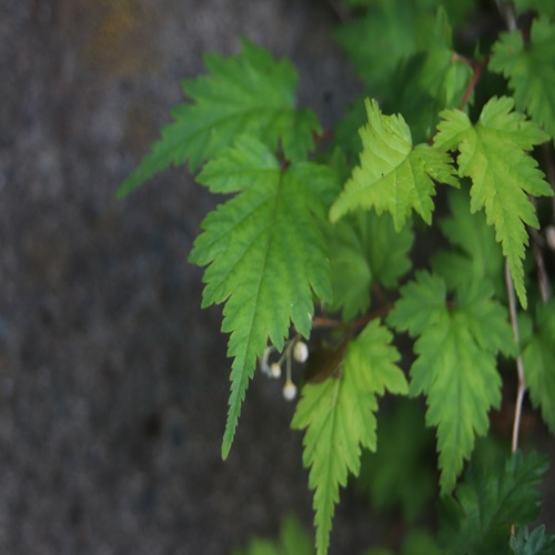 コゴメウツギの葉