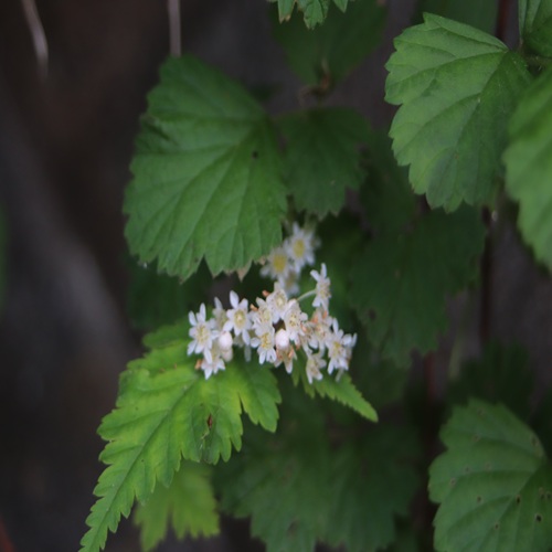 コゴメウツギの花