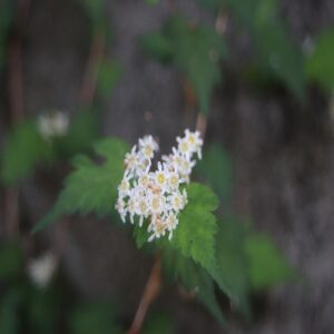 コゴメウツギの花