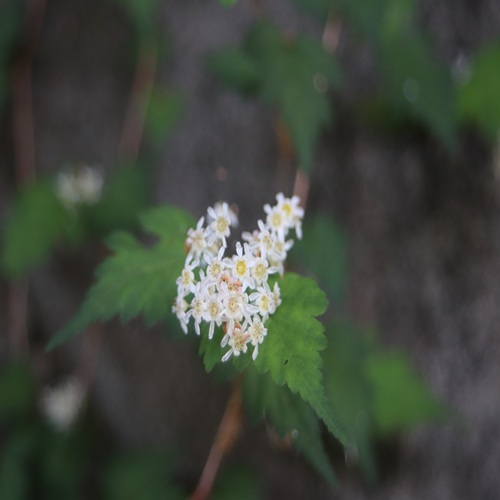 コゴメウツギの花