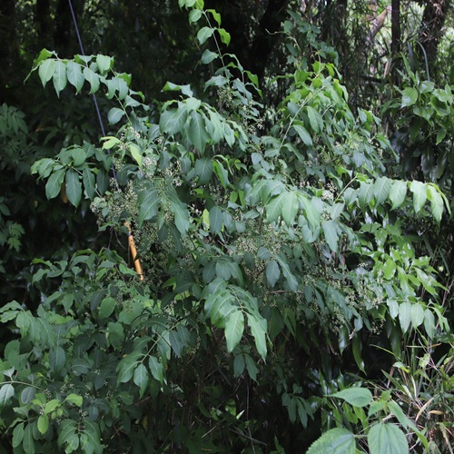 マユミの木の全体像