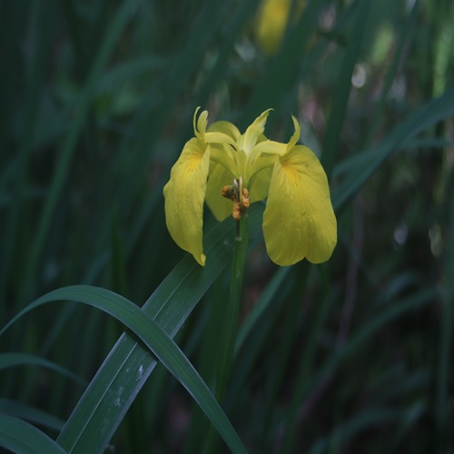 キショウブの花