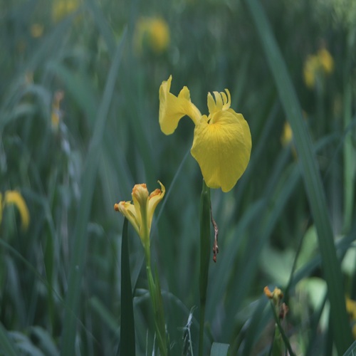 キショウブの花