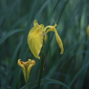 キショウブの花