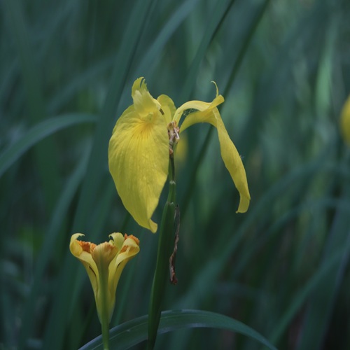 キショウブの花