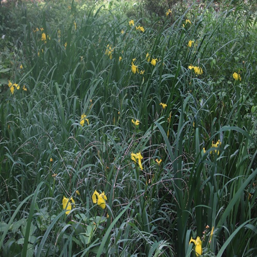 キショウブの花の群落