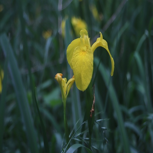 キショウブの花
